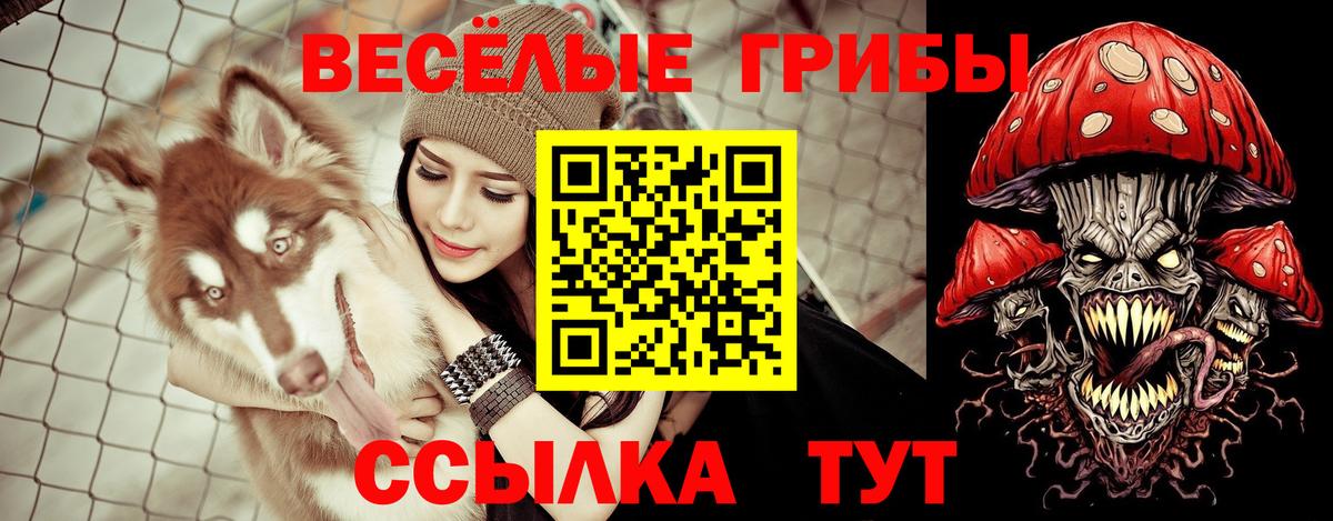 Заринск  Псилоцибиновые грибы Psilocybe  Вход с VPN 